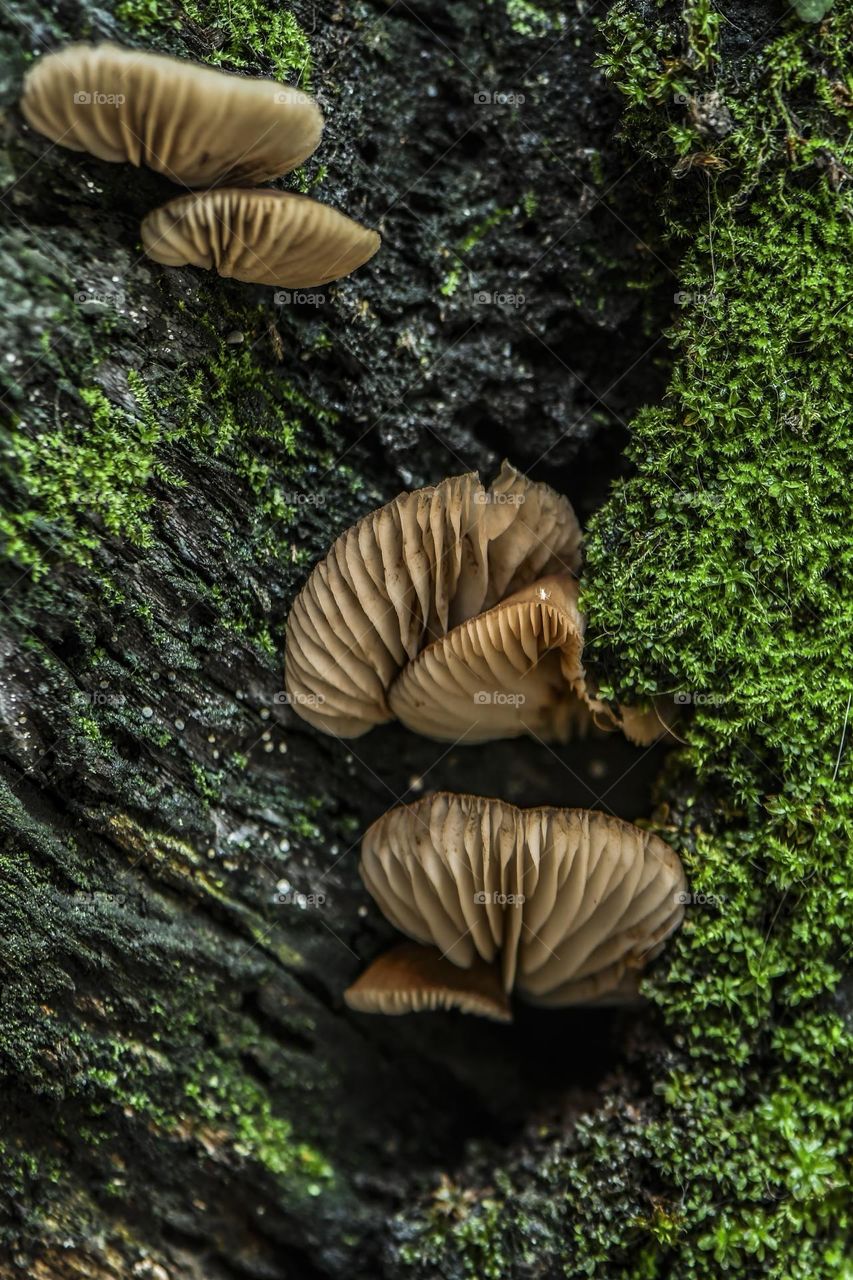 Flammulina Velutipes