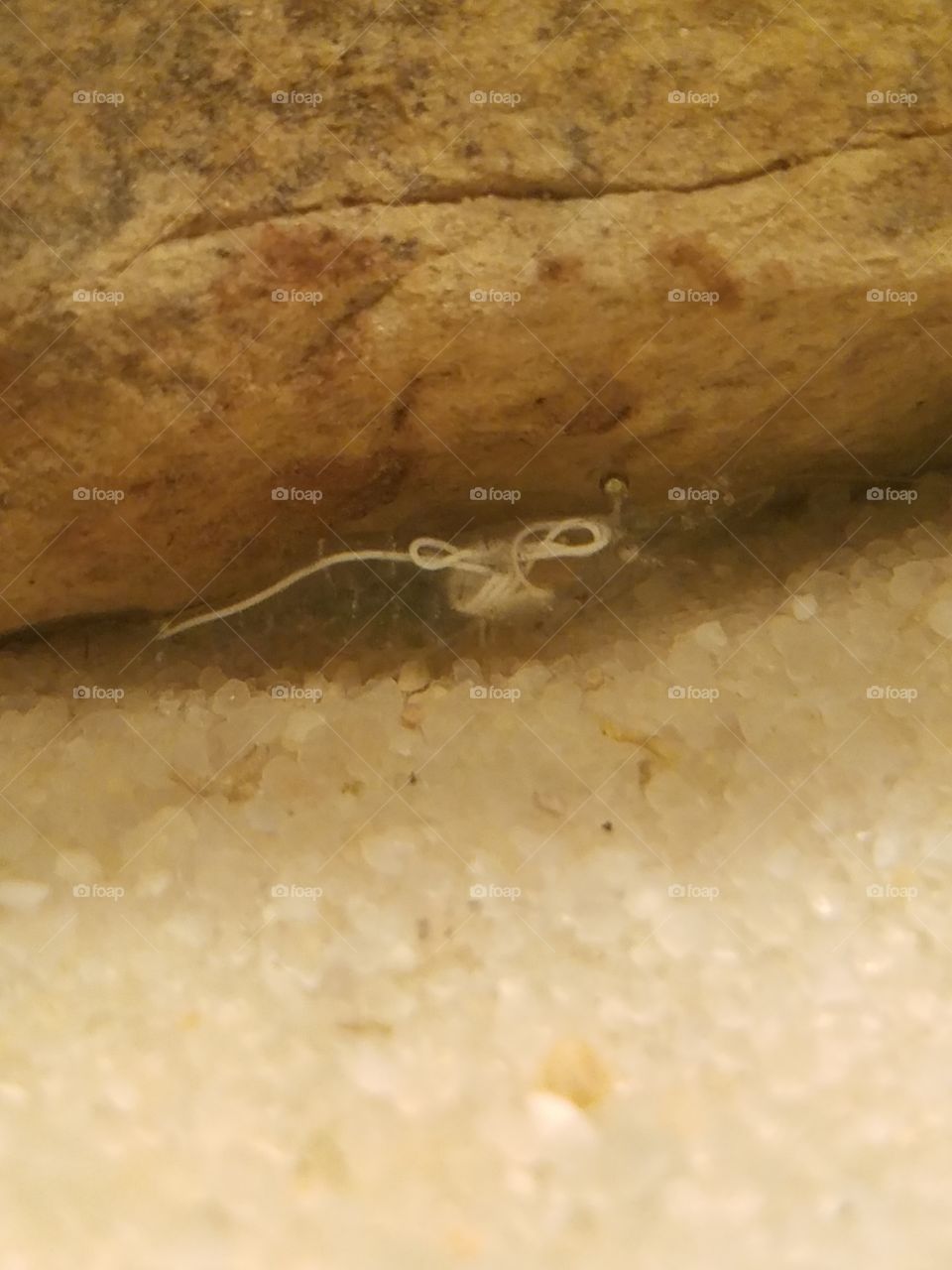 Ghost Shrimp with Horsehair worm.