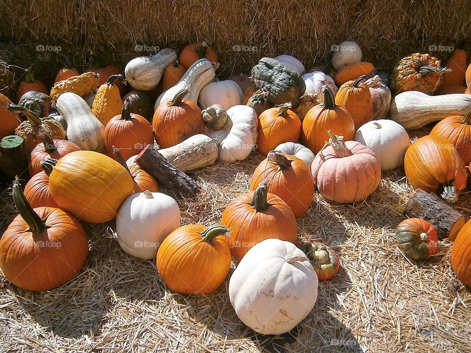 pumpkins