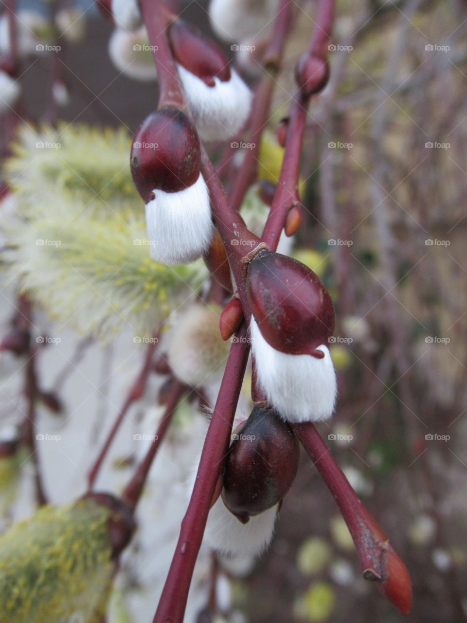 Pussy willow tree