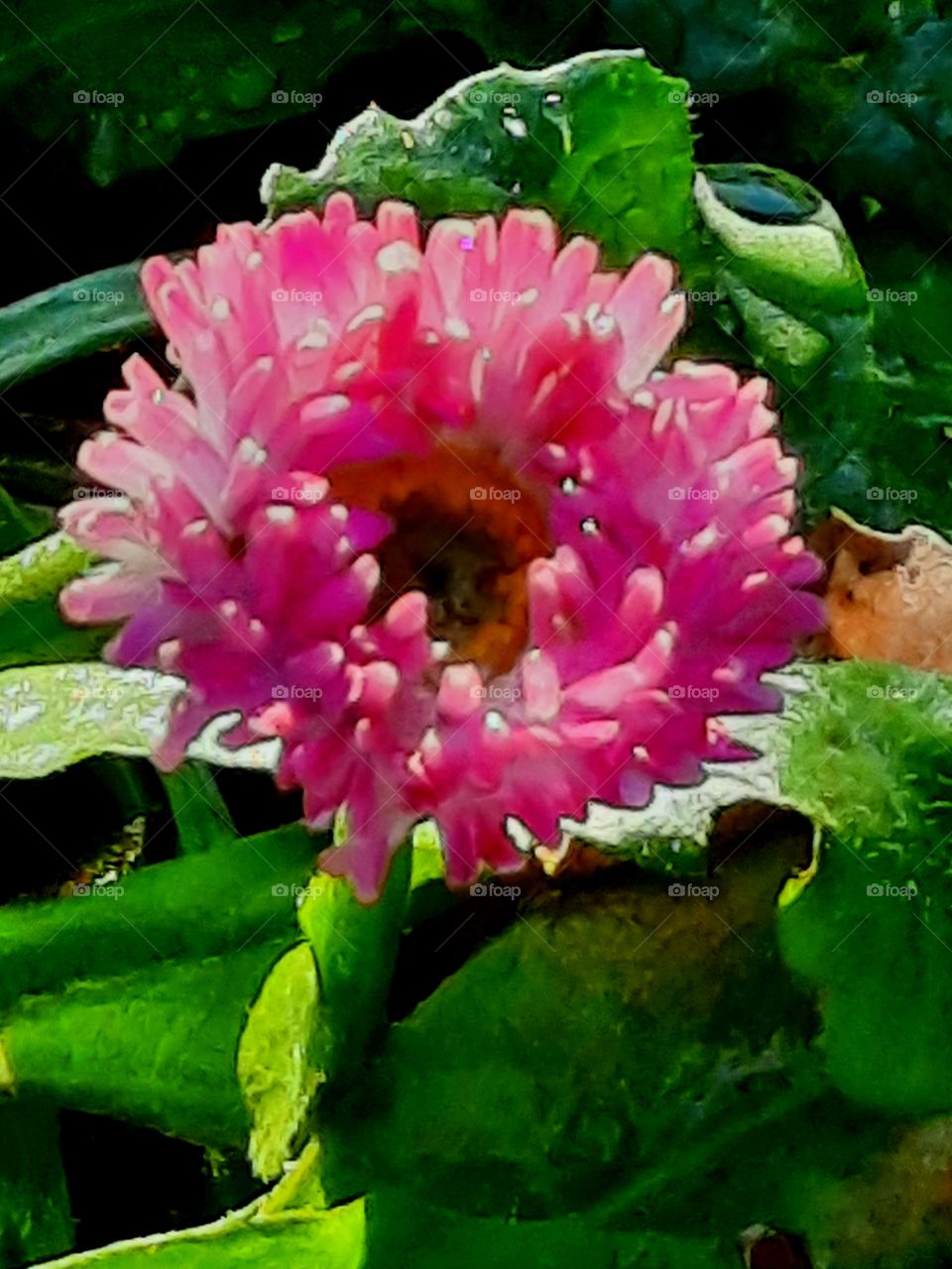 autumn blooming of daisy