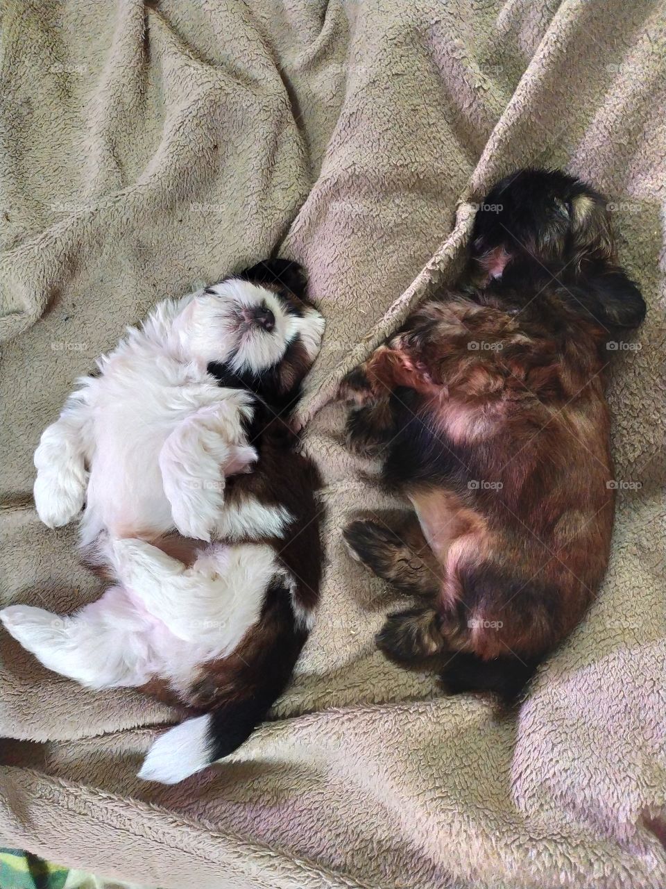 Shih Tzu puppies