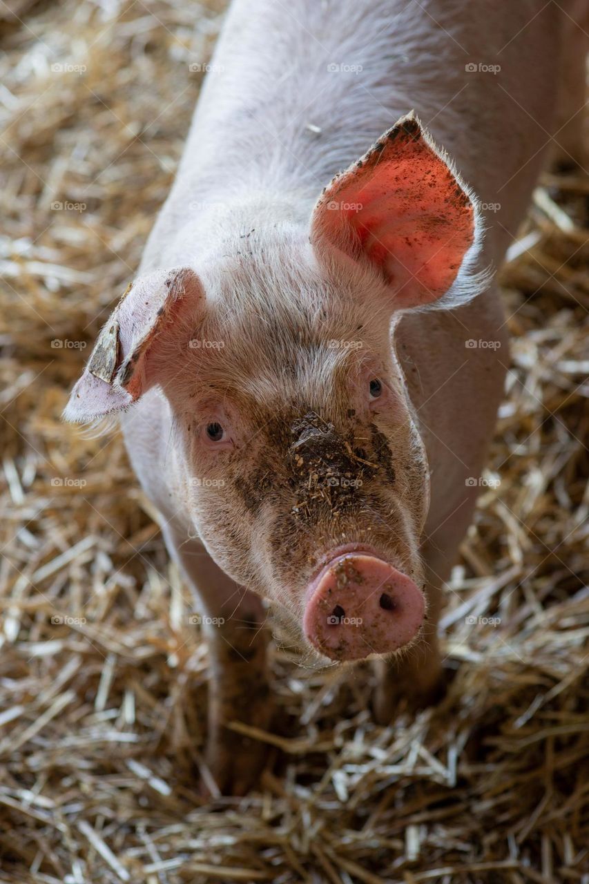 cute pig