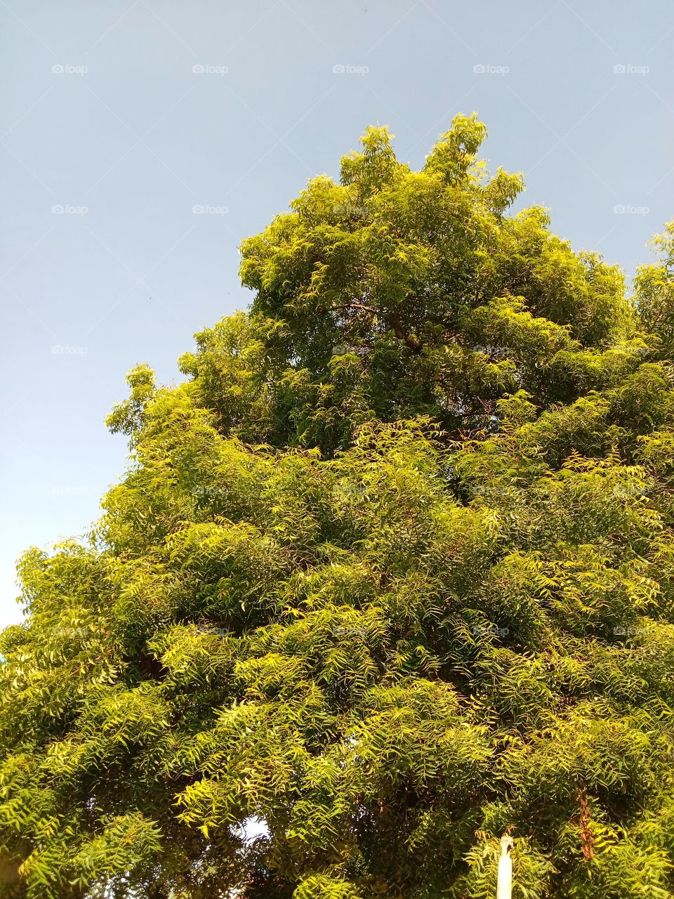 The neem tree with sky