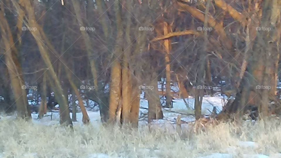 Tree, Landscape, Winter, No Person, Nature