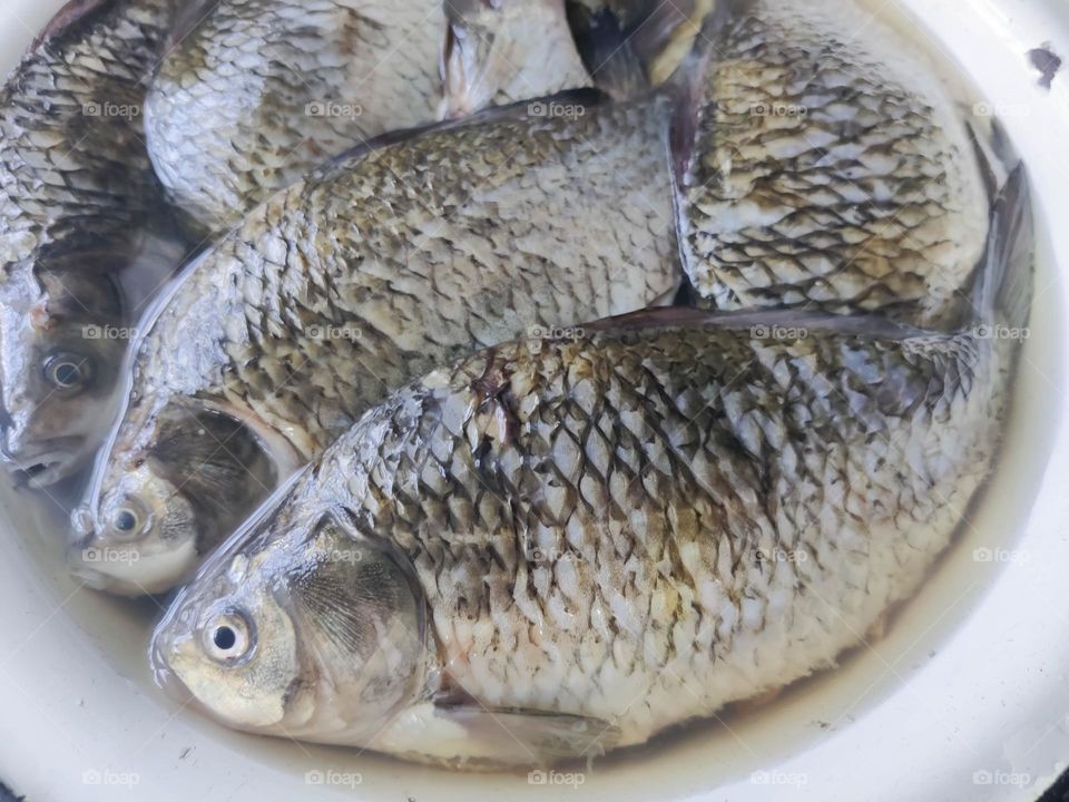 Carp - fresh river fish