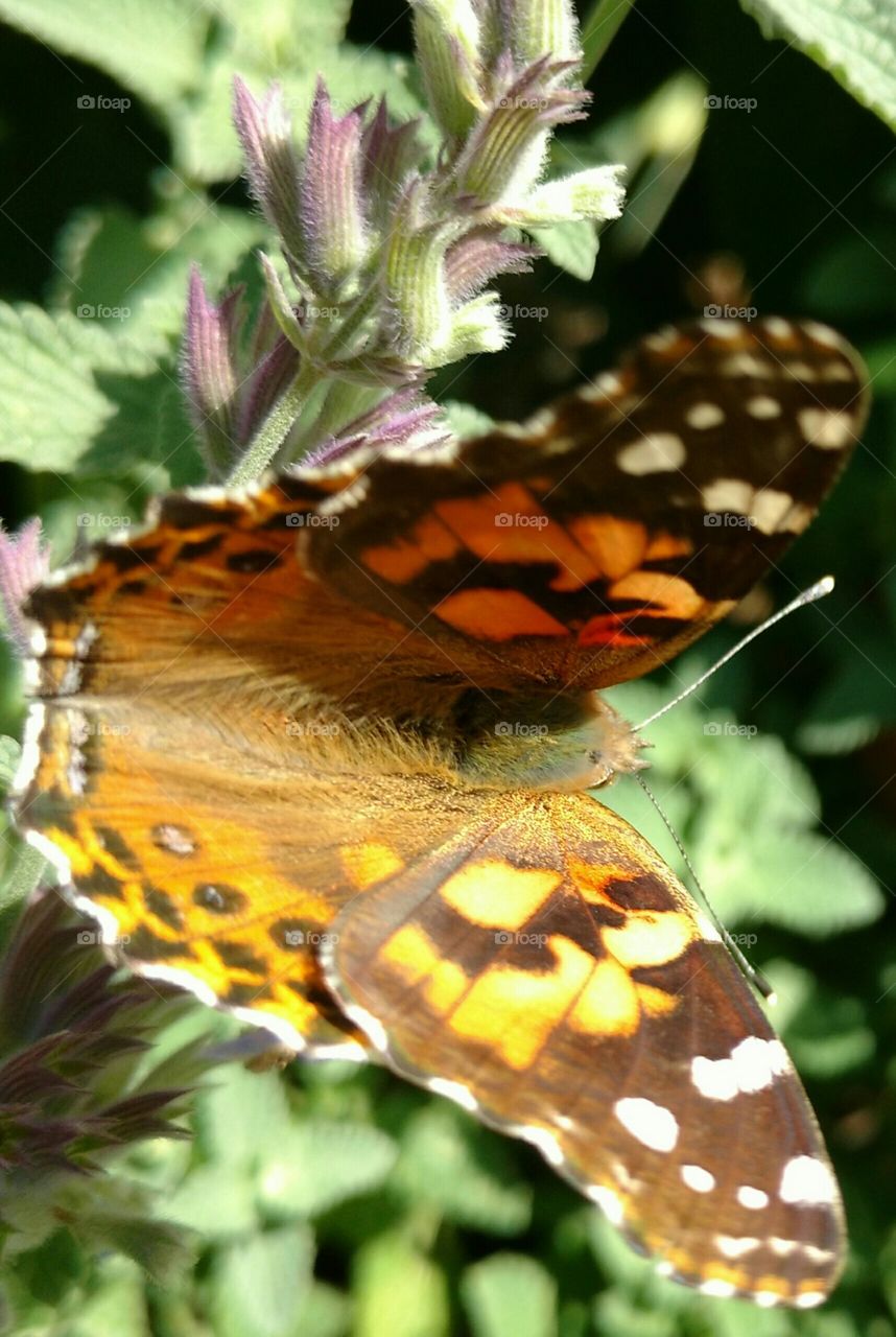 pretty butterfly..