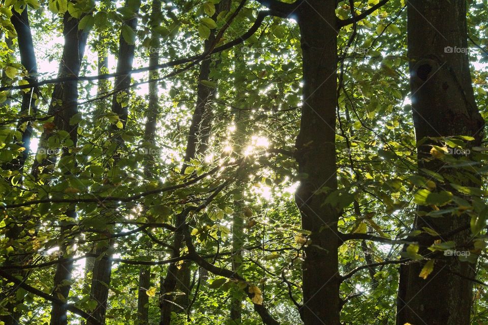 sun rays in the forest