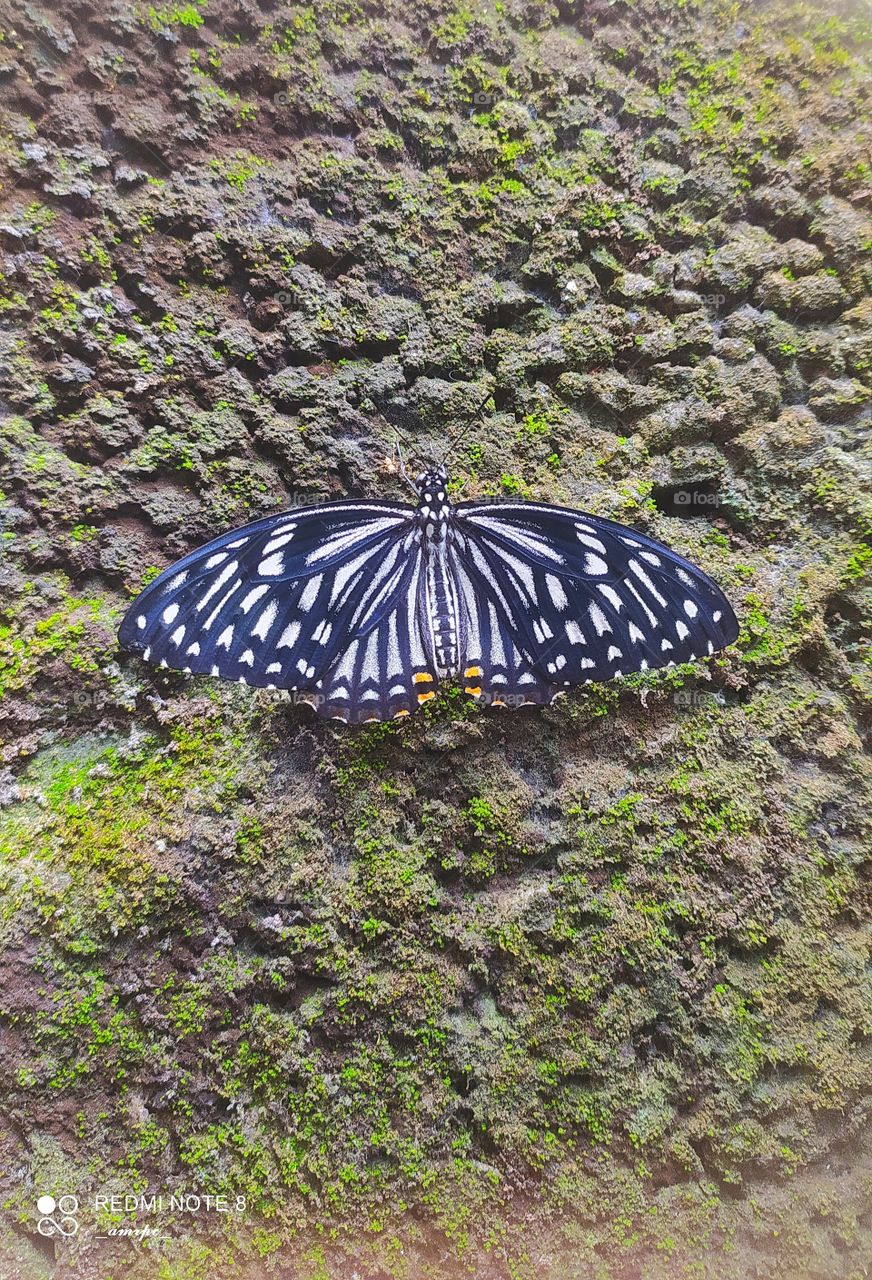 A Papilio clytia butterfly on her first day after emerging from her chrysalis!