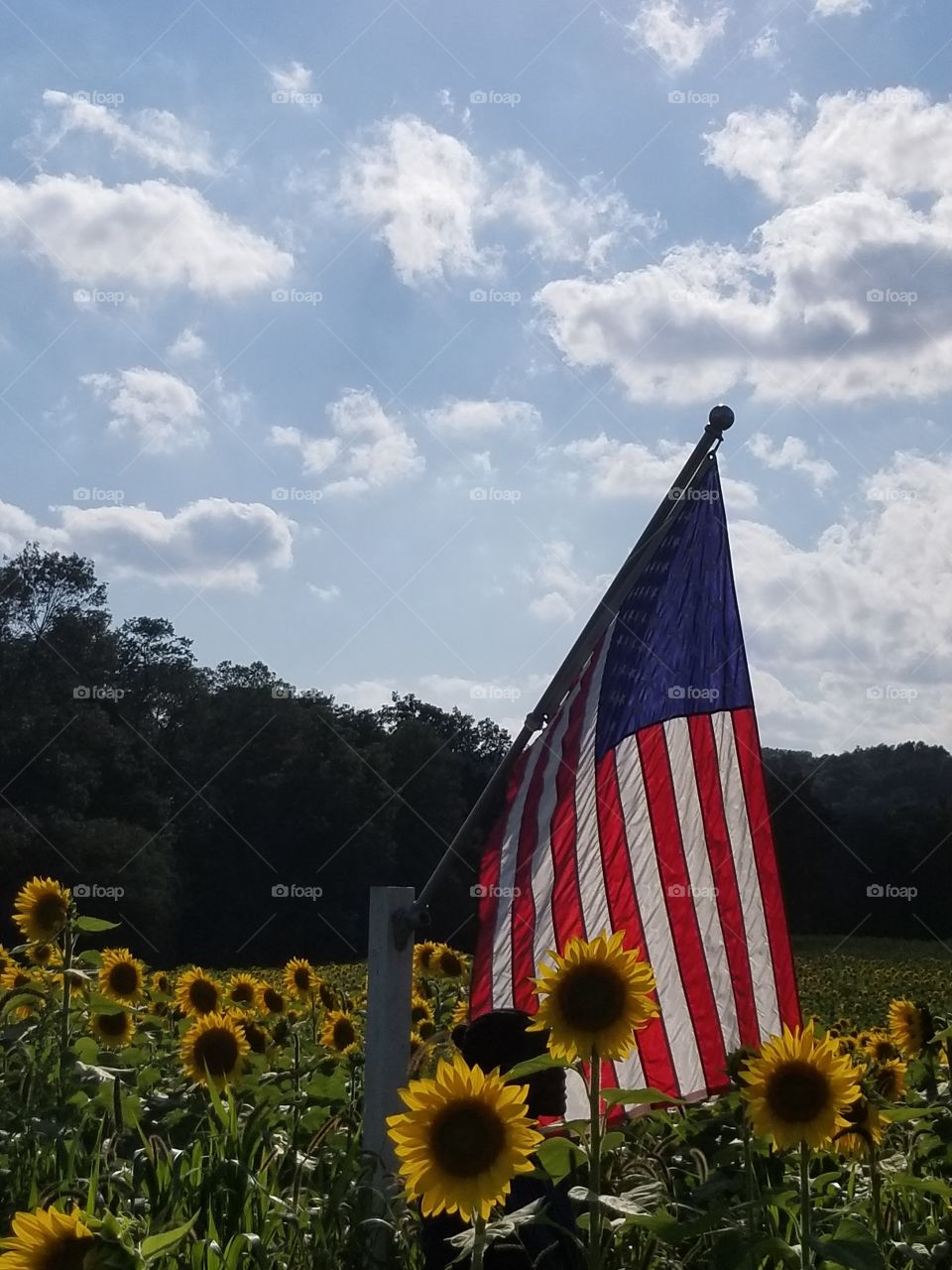 patriotic summer day in a field of sunflowers