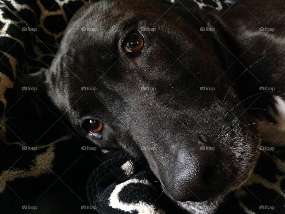 Black lab face