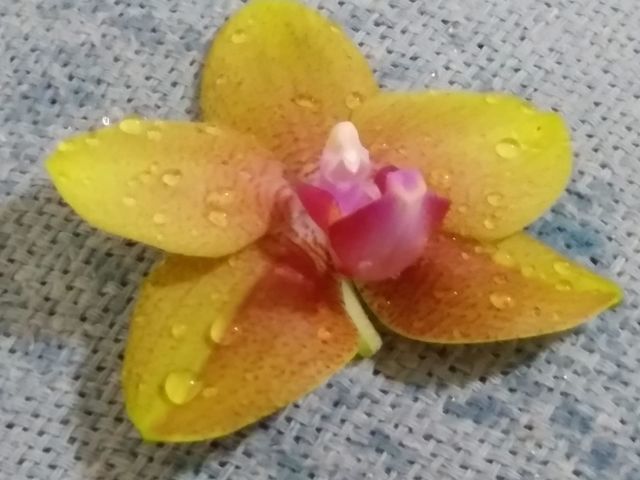 orchid
