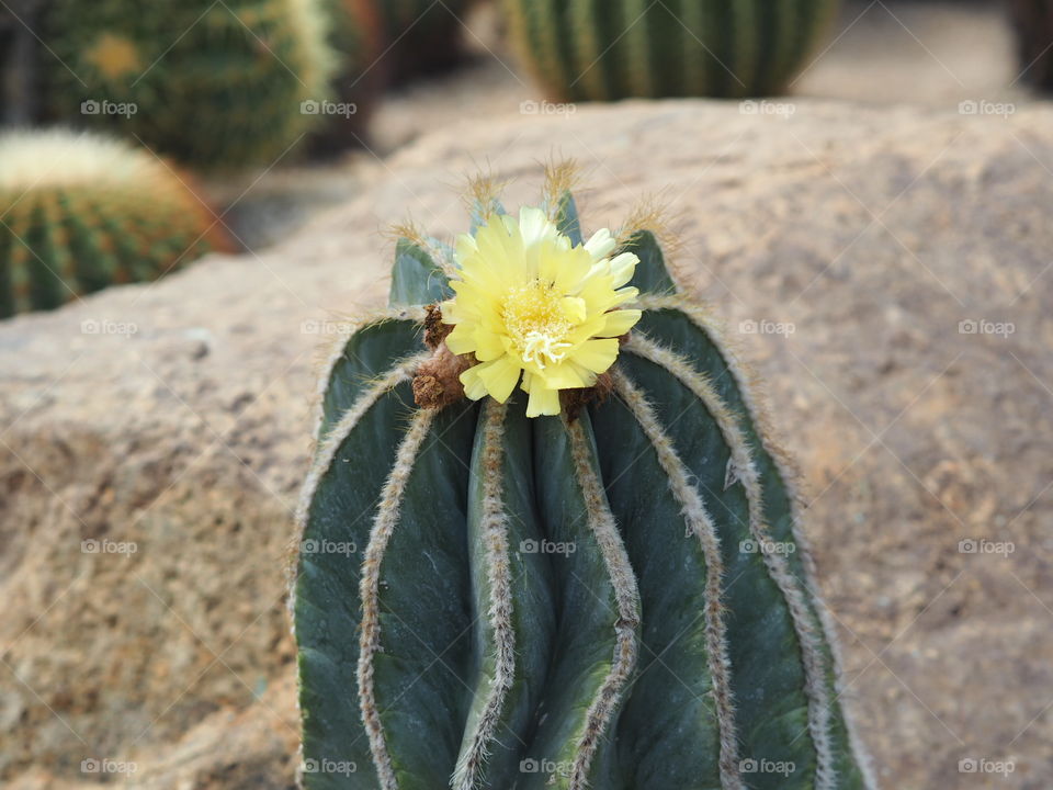 cactus SNN2