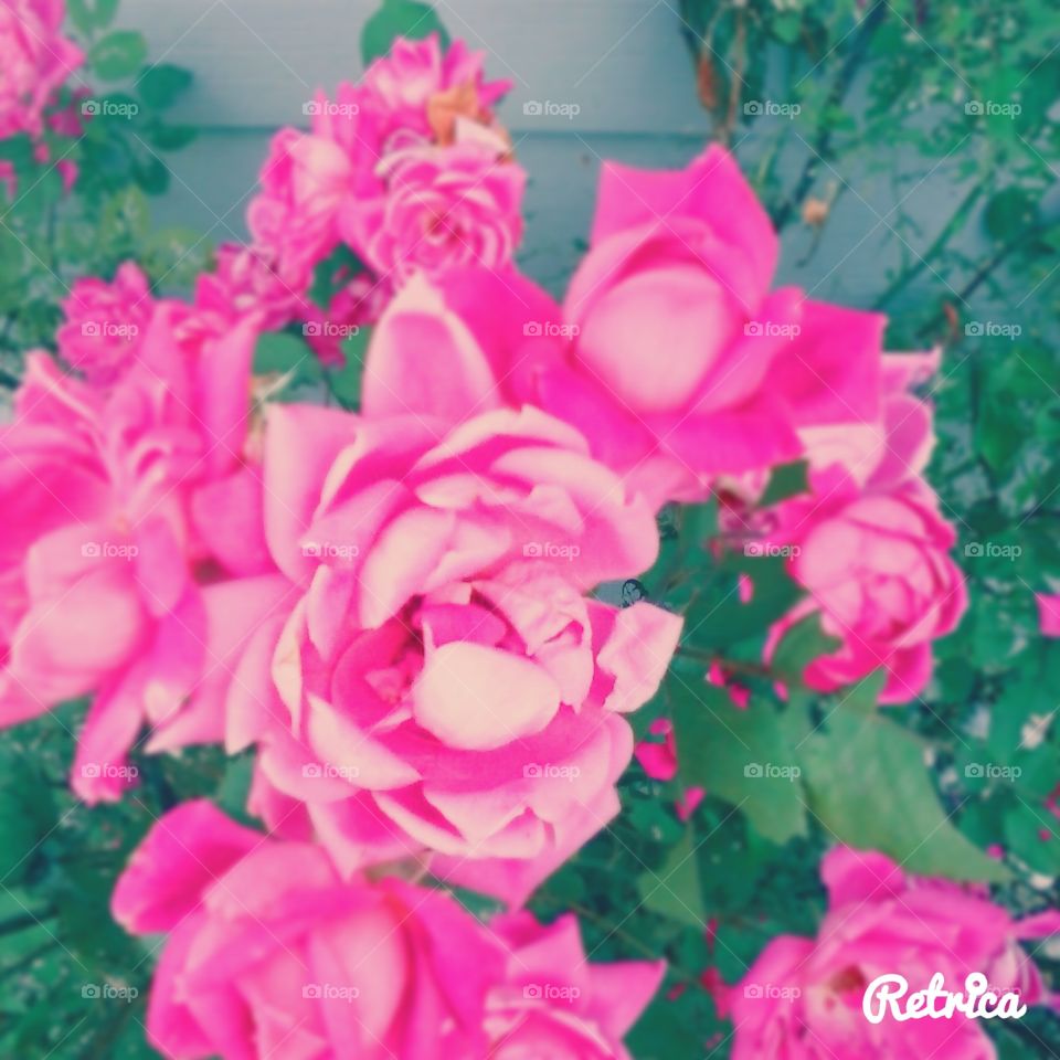 rose . cute