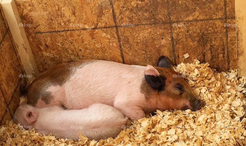 Mom and baby pig.