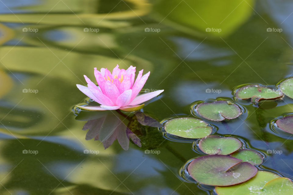 Pink water lotus