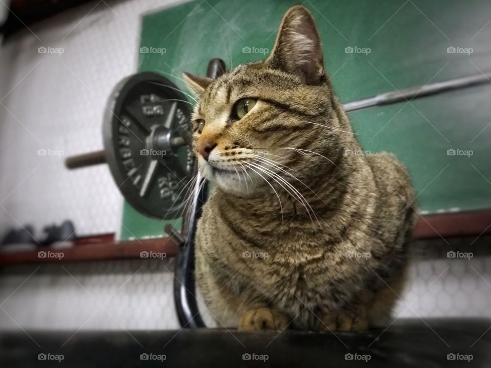 Tabby on Workout Bench