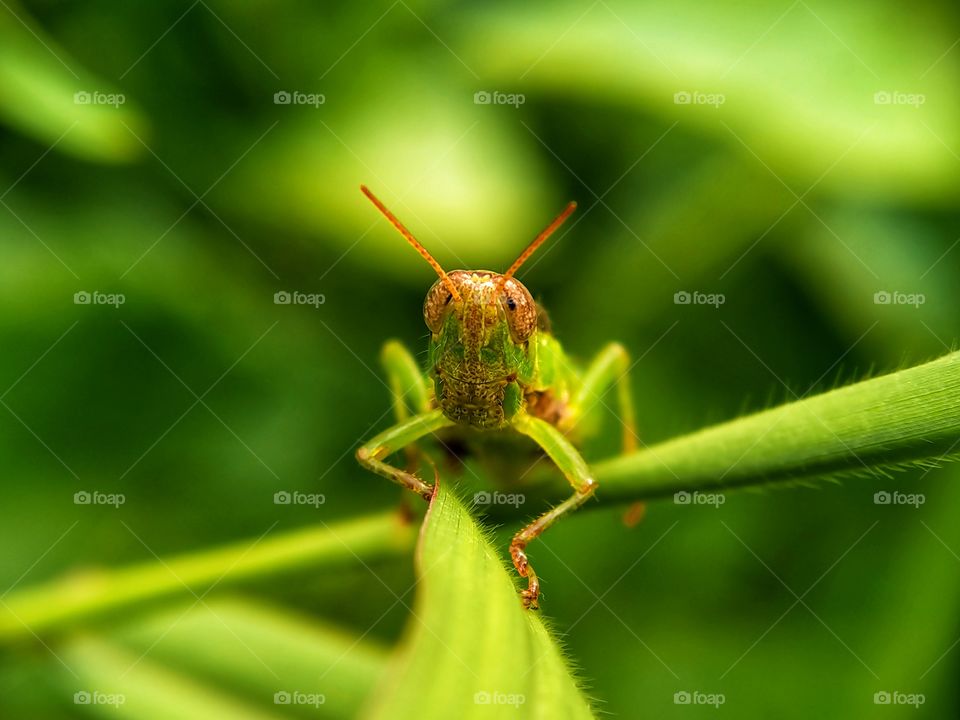 Look at me in the eye and guess who I am. Yup, you're right, I'm a green grasshopper. The Photographer strengthen the color of my eyes.