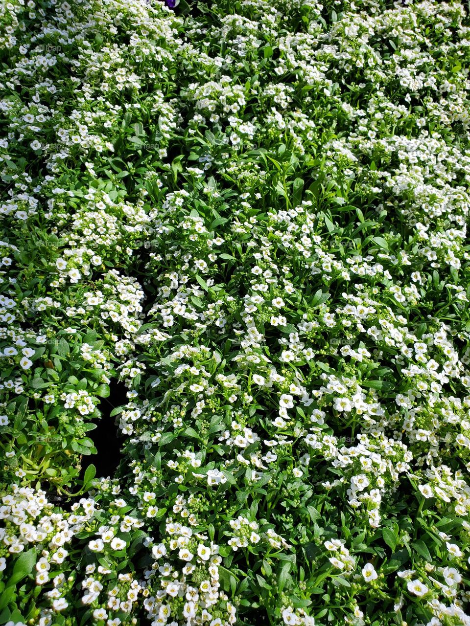 Tiny White Flowers Against Green