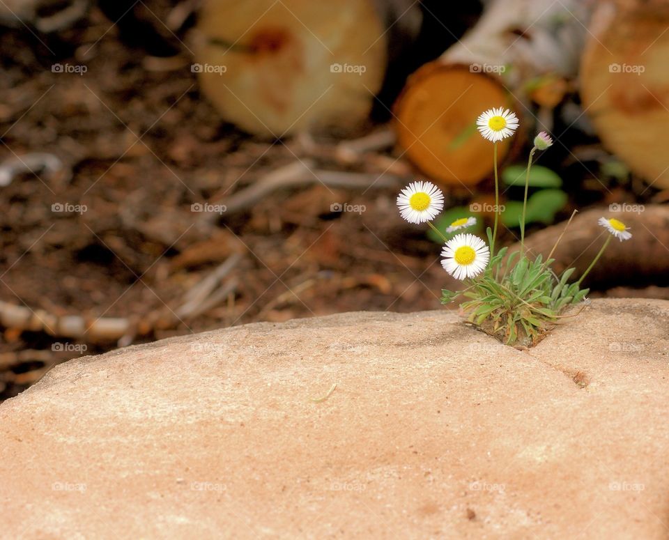 Bloom where you are planted