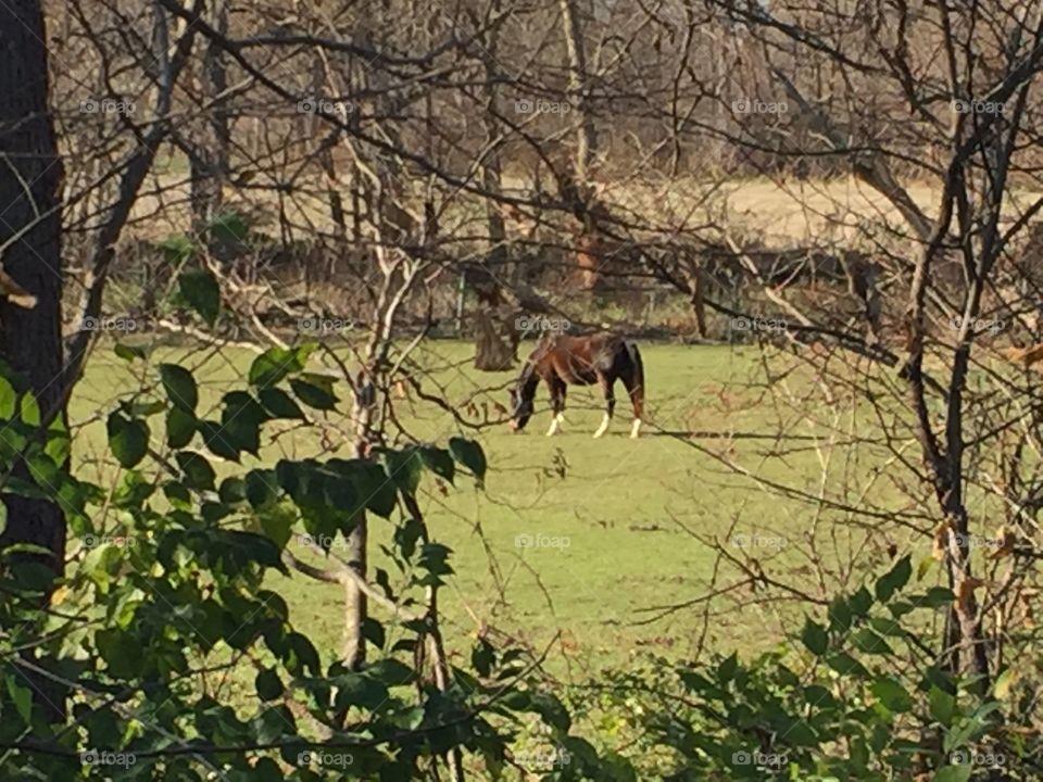 Grazing Horse 