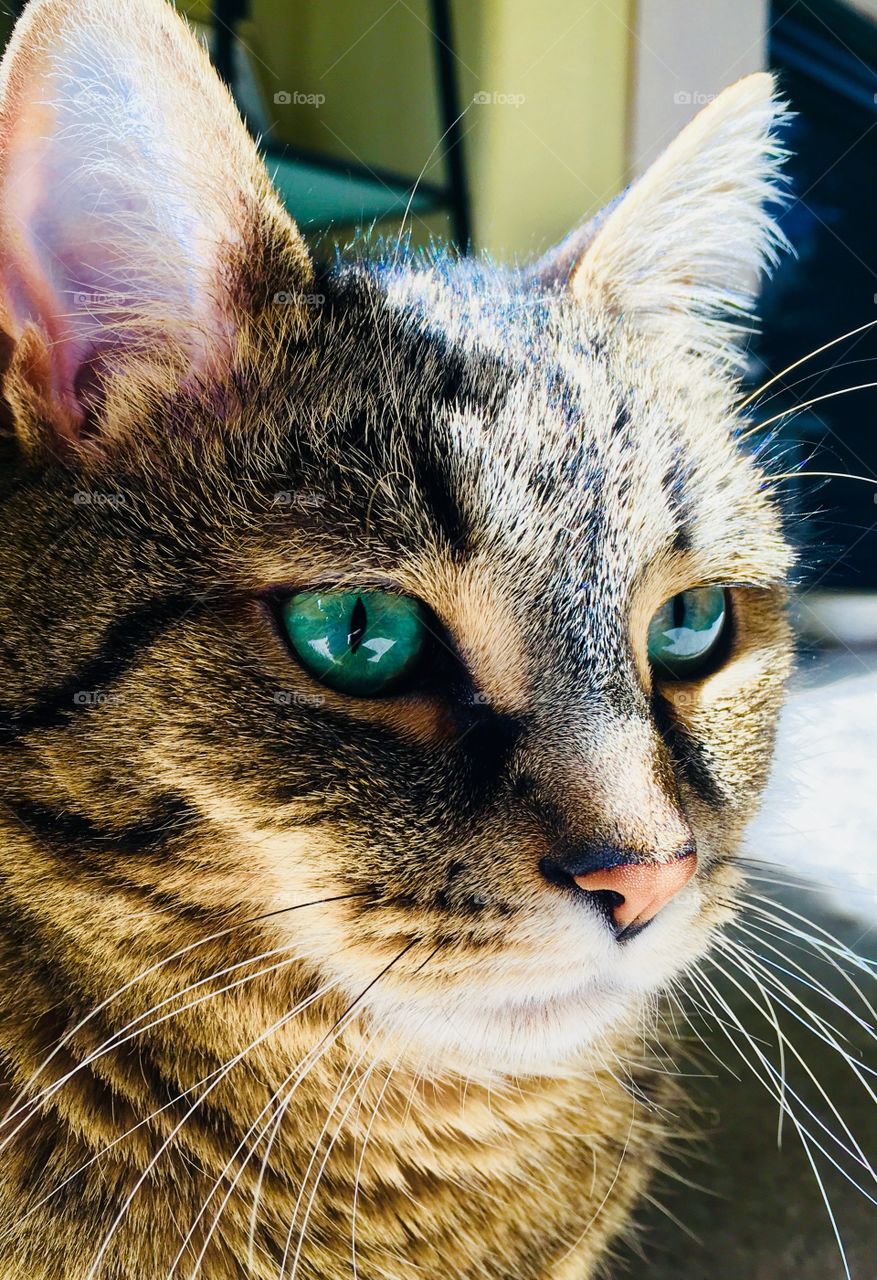 Brown tabby cat green eyes 1