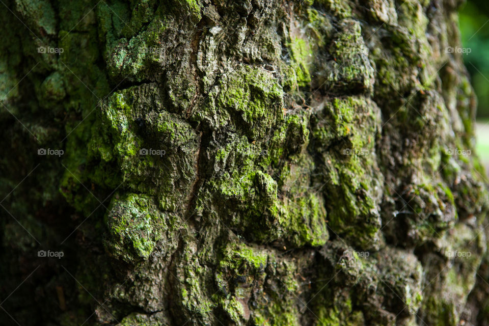 tree bark texturea