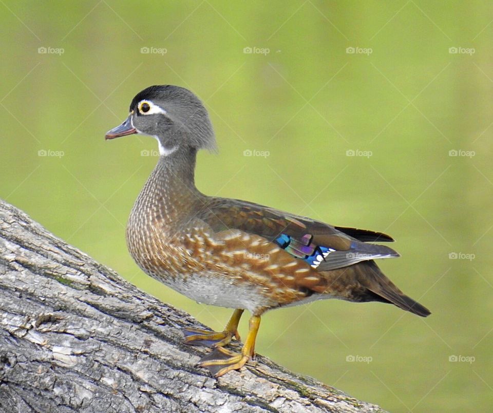 Female Wood Duck