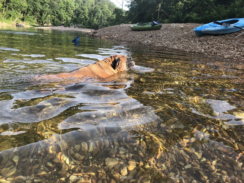 Dog Swimming in Crystal Clear Water