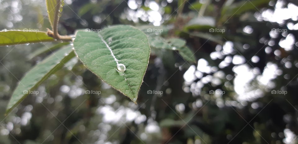 a single drop of rain on a leaf