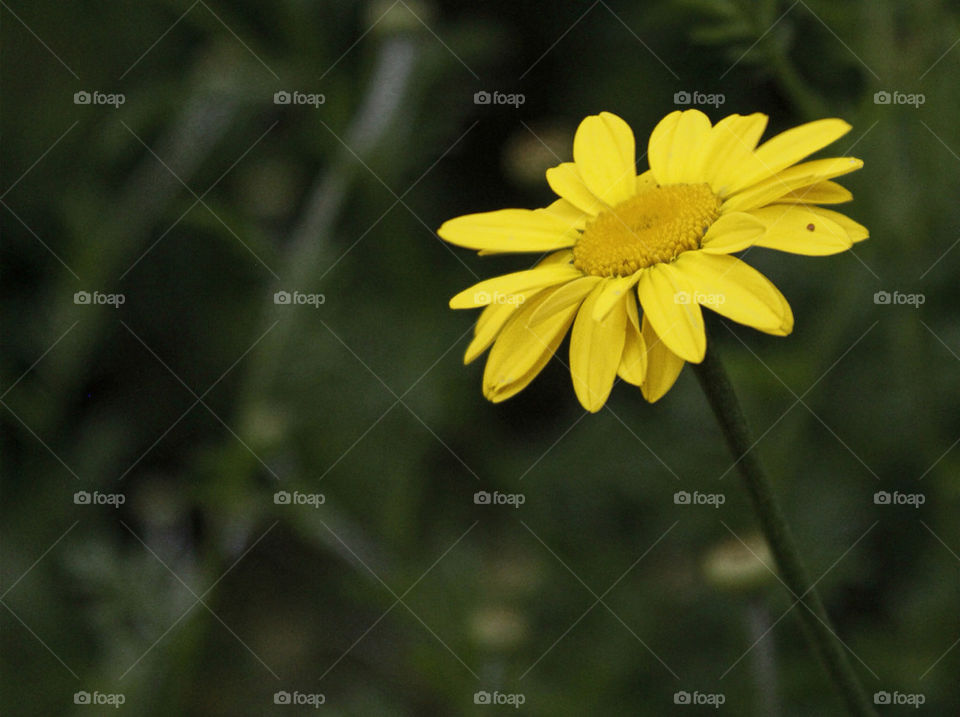 garden yellow flower macro by chris7ben