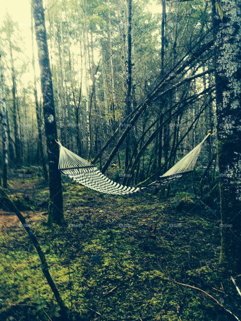 Tree hammock