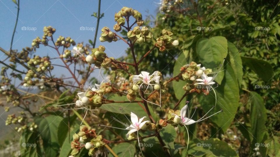 A beautiful scene of flowers plant in the forest.