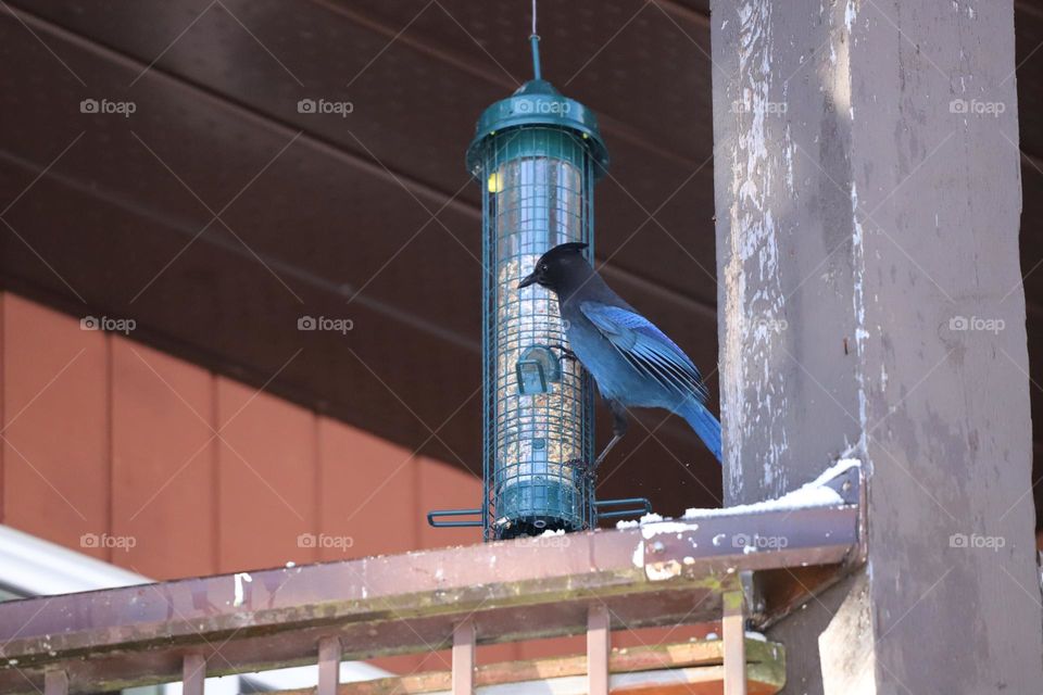 Steller’s Jay  ( common in the forests of the West) on the balcony 