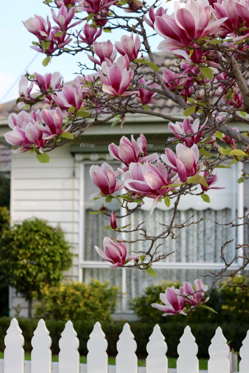 Magnolia 