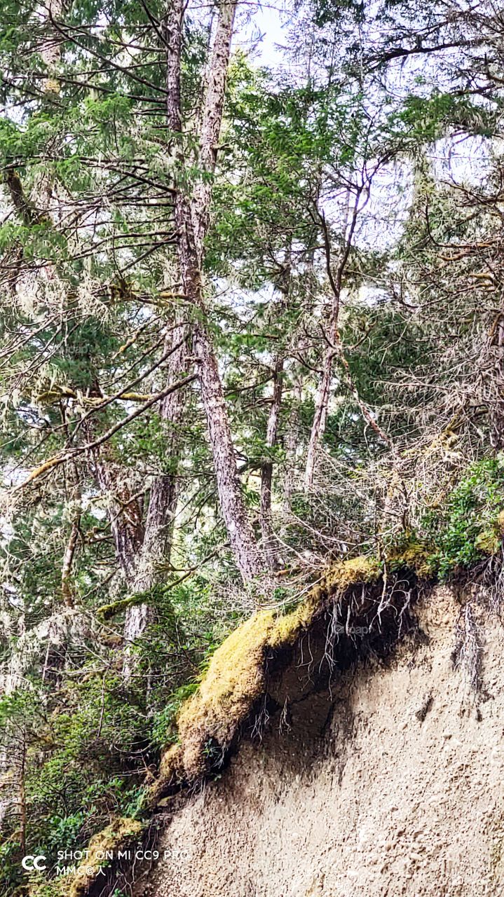 trees and forest series