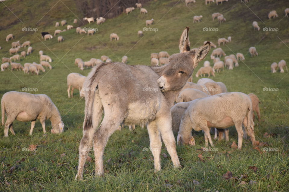 Close-up of donkey and sheeps grazing grass