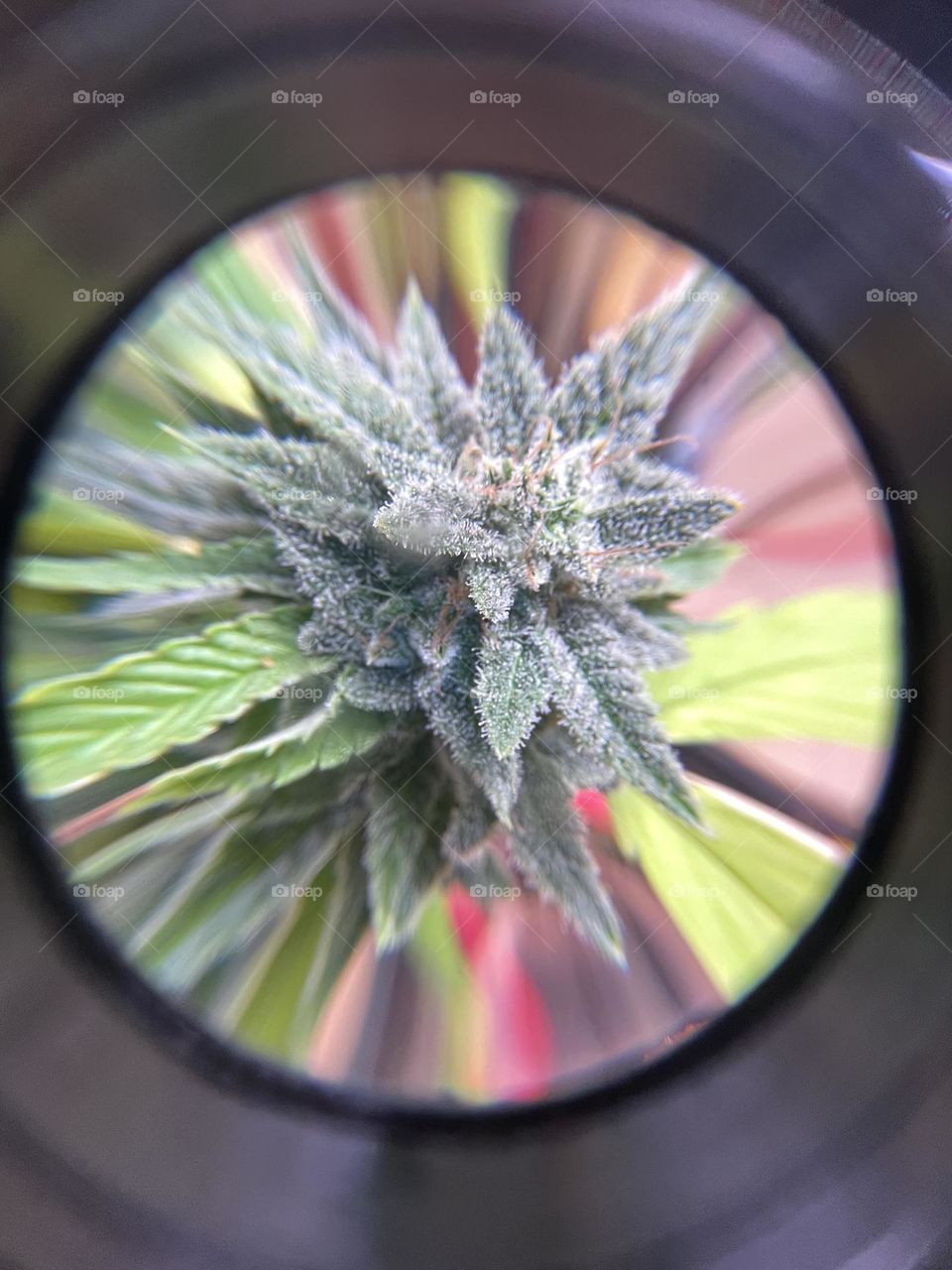 420FriendlyXotix.    https://7r6.com/PromoUnlmtd