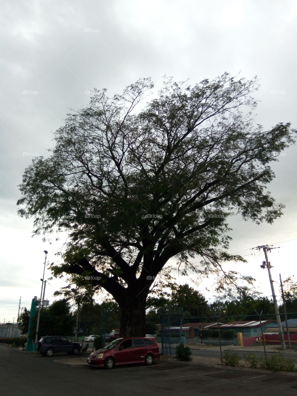 Tree, No Person, Landscape, Park, Road