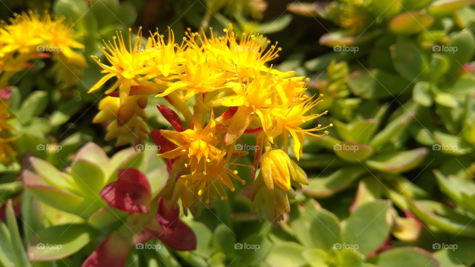 Yellow Flowers