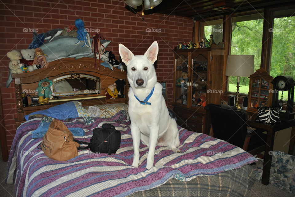 A white shepherd dog on the bed