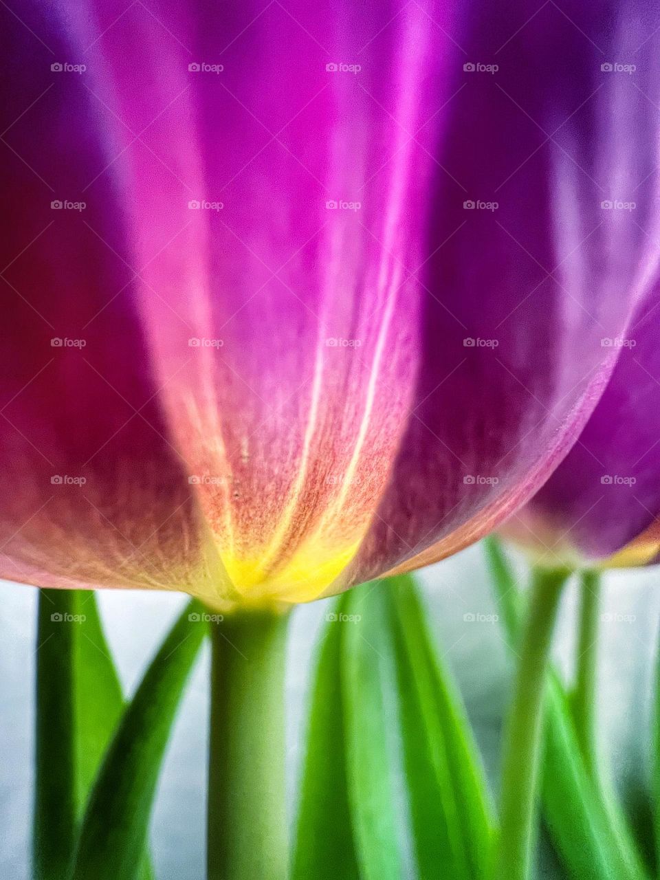 Tulip