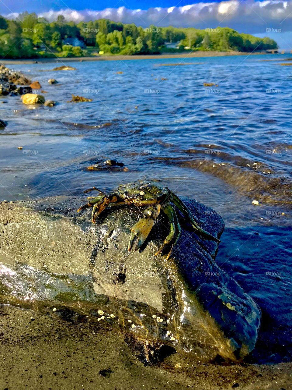 Just a crab hanging out at the beach
