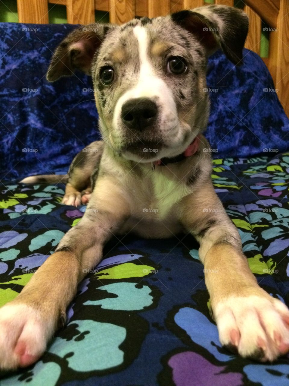 Catahoula leopard dog puppy in bed with big paws