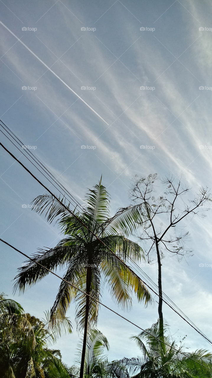 SKY NATURE TREE