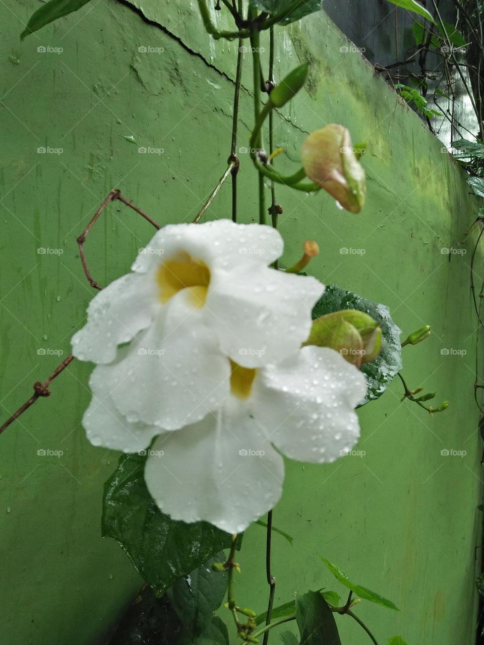 It's rainny there is no bee