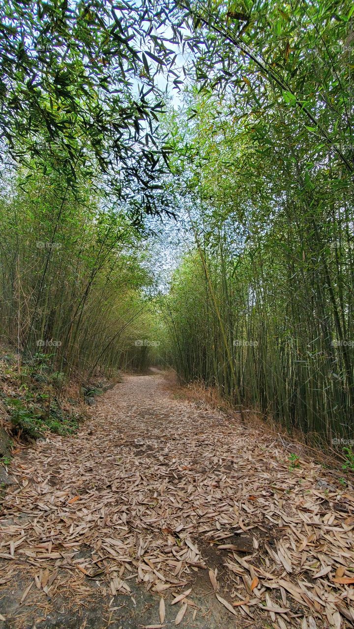 bamboo forest