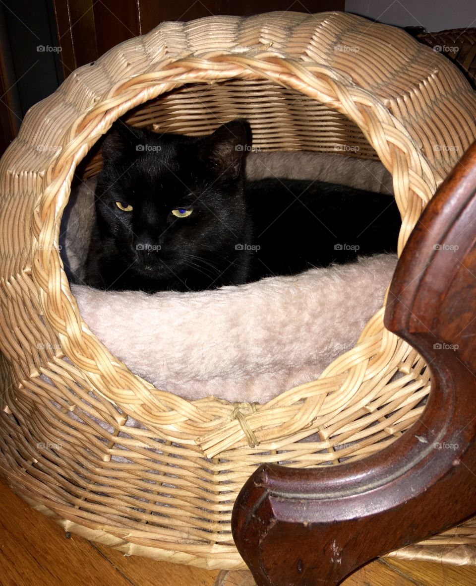 Wicker cat basket with black cat in bed😻
