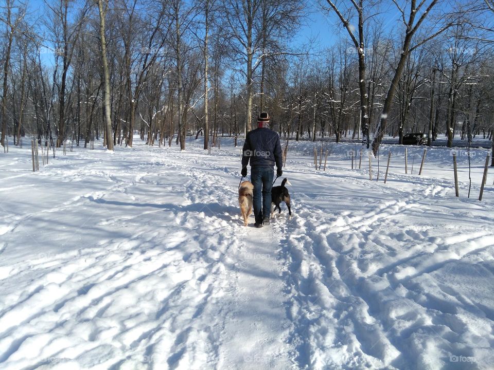 landscape person walking with dogs winter time, mobile photography