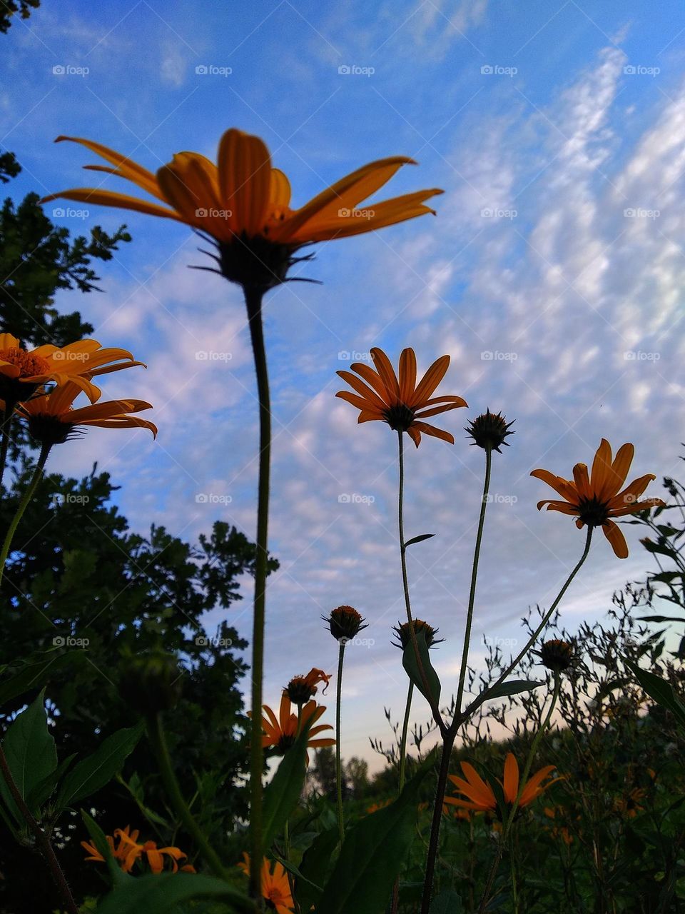 Yellow flowers against a blue sky.